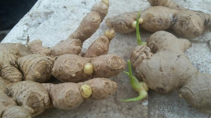 4 loai thuc pham moc mam duoc vi nhu 'vang', dung dai vut di-Hinh-2