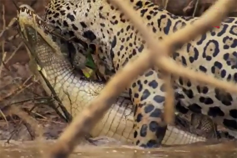 Báo đốm đoạt mạng cá sấu trong chớp mắt ảnh 1 Báo đốm đoạt mạng cá sấu trong chớp mắt ảnh 1