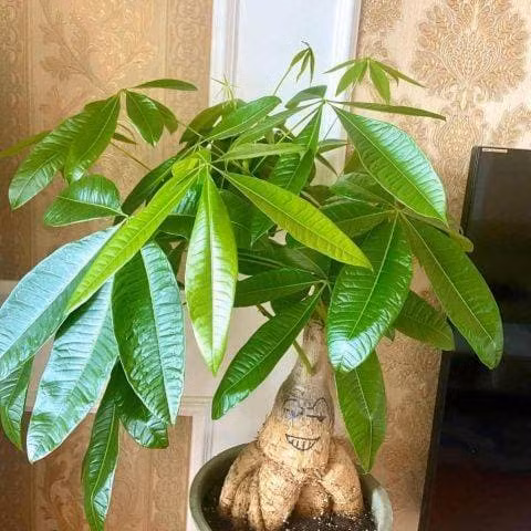 Cách chăm sóc cây phát tài rất đơn giản, không nhất thiết bạn phải đặt cây ở vị trí nắng gắt mà ở nơi sáng sủa, nắng vừa sẽ thích hợp cho sự phát triển của cây hơn, nói chung nên tưới nước từ 7 đến 10 ngày một lần. Tưới nước thật kỹ để cây phát triển mạnh mẽ!