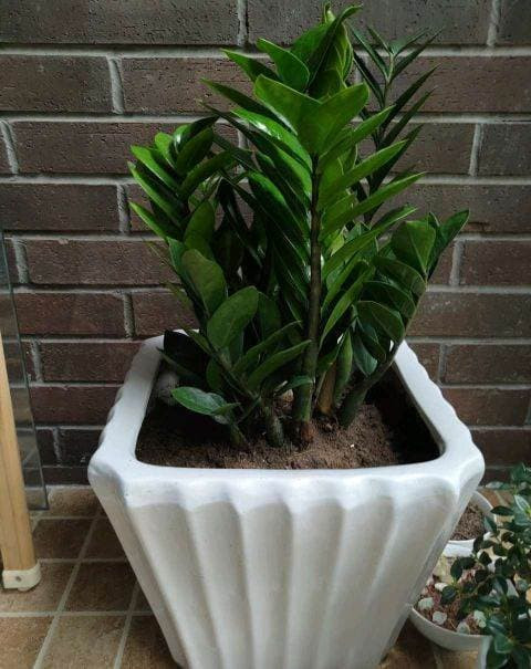 Cây kim tiền ưa môi trường khô ráo ấm áp và không ưa nước, đặc biệt vào mùa hè đất không được quá ẩm ướt, nếu không thời tiết nắng nóng cây sẽ dễ bị thối hoa gây chết cây!