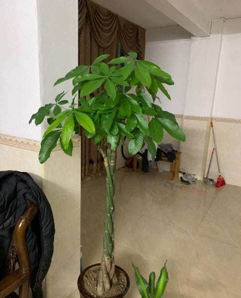 Khi thay chậu vào mùa xuân, hãy thêm một ít phân bón hợp chất tan chậm vào đất hoa, chúng có thể liên tục phát huy tác dụng từ phân bón và thúc đẩy sự phát triển!