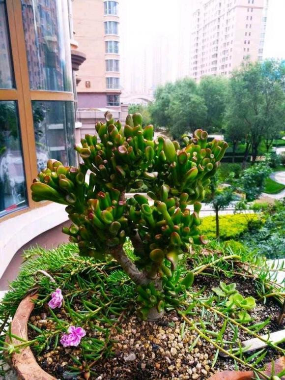 Cây sen đá óng điếu không chỉ có hình dáng dễ thương, đẹp mắt mà còn mang ý nghĩa vô cùng tốt đẹp bởi nó tượng trưng cho sự giàu sang, điềm lành, phú quý.