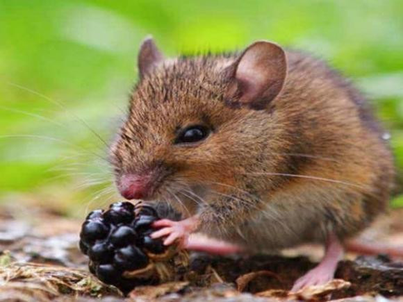 Tu ngay 9 den 25/5, tuoi Mao, Ty, Ngo se don van may hiem co-Hinh-2