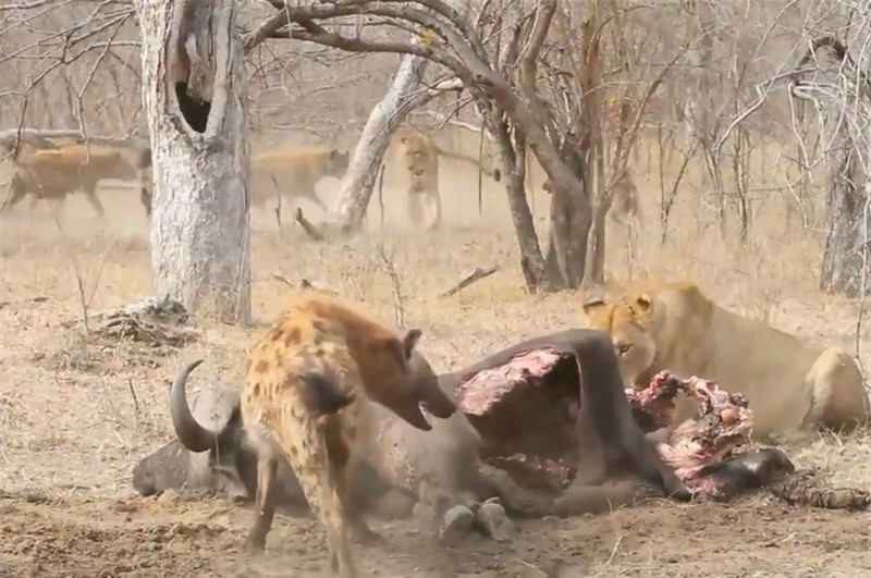 Video: Sư tử bị bầy linh cẩu “tẩn nhừ xương” Video: Su tu bi bay linh cau “tan nhu xuong”