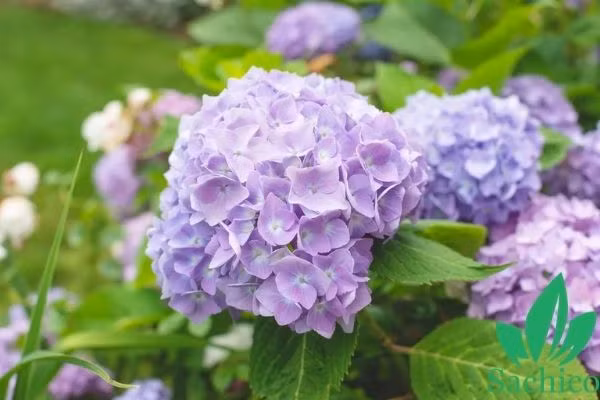 Quy co sinh ngay Am lich nay mang so vuong phu, sung tuc-Hinh-3