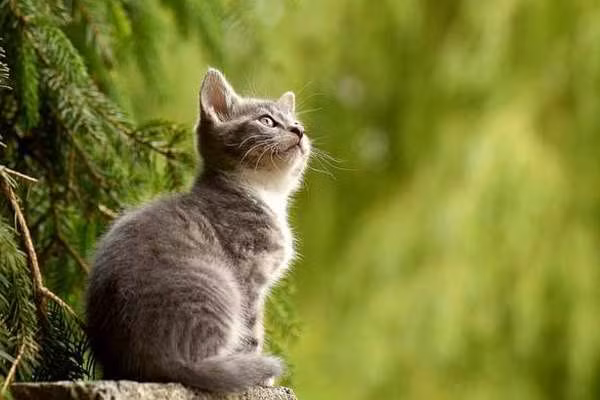  Tuổi Mão. Nhờ sự thông minh và nhanh nhạy nên trong thời gian 60 ngày tới, những người tuổi Mão sẽ gặp nhiều may mắn về đường tài lộc. Người cầm tinh con Mèo là tuýp người rất sáng tạo trong công việc và luôn mong muốn được dẫn đầu.