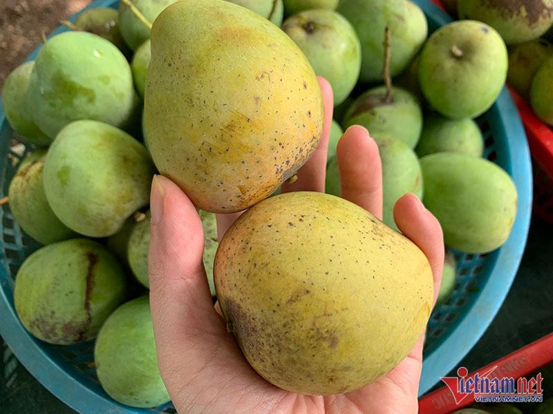 Dân Hà thành mê mẩn đặc sản Sơn La giá rẻ Dan Ha thanh me man dac san Son La gia re