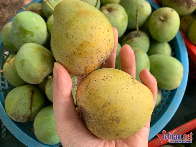 Dân Hà thành mê mẩn đặc sản Sơn La giá rẻ Dan Ha thanh me man dac san Son La gia re