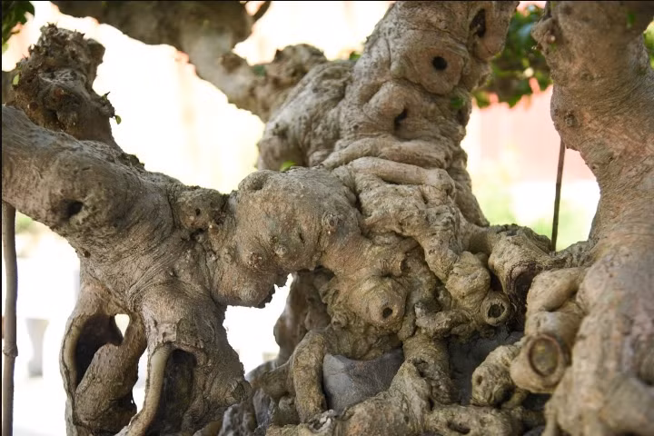 Tuy cây sanh nghệ thuật này không quá to lớn nhưng lại mang rõ dấu ấn của thời gian, với thân cây xù xì. Nhiều nghệ nhân chơi cây cảnh cho biết, giá trị đầu tiên của một tác phẩm cây cảnh chính là thâm niên của cây.