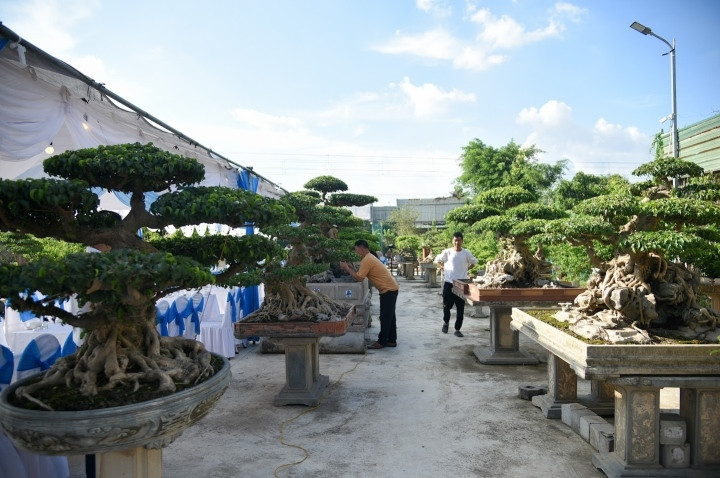 Ngoài ra trong khu vườn của mình tại xã Tân Triều, anh Đạt còn trưng bày nhiều cây cổ thụ lâu năm, có giá trị cao.