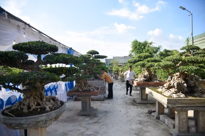 Ngoài ra trong khu vườn của mình tại xã Tân Triều, anh Đạt còn trưng bày nhiều cây cổ thụ lâu năm, có giá trị cao.