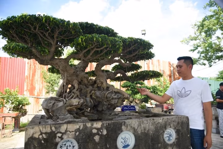 “Sau khi mua lại từ năm 2017, đến nay tôi chăm sóc, hoàn thiện để cây đẹp hơn. Nhìn qua mọi người dễ dàng hình dung cây nhìn như con khổng tước (chim công) đứng trên đỉnh núi. Đặc biệt cây mang vóc đầm lùn, tuổi cao trăm năm, dáng tự nhiên. Nhiều người định giá 3 triệu USD (khoảng 70 tỷ đồng) nhưng tôi không có nhu cầu bán”, anh Triệu Quang Đạt (Tân Triều, Hà Nội) chủ nhân tác phẩm sanh nghệ thuật chia sẻ.