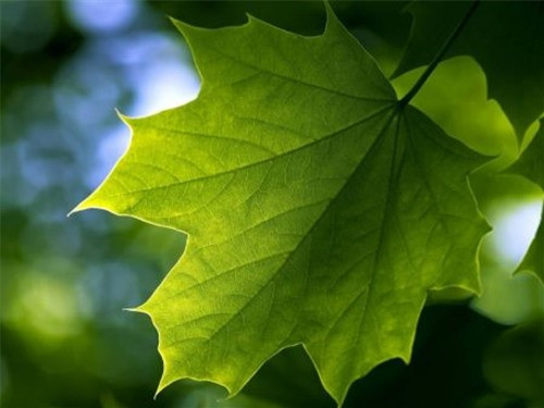 Biết cách sống dung hòa với mọi người. Cái nóng và cái lạnh ở trên đời thì dễ, nhưng khó thoát khỏi sự hờ hững và lành lụng của lòng người. Nếu một người có thể thoát khỏi tình yêu và thù hận bên trong của mình, trở nên bình yên và lãnh đạm thì cuộc sống của người đó ắt bình an.