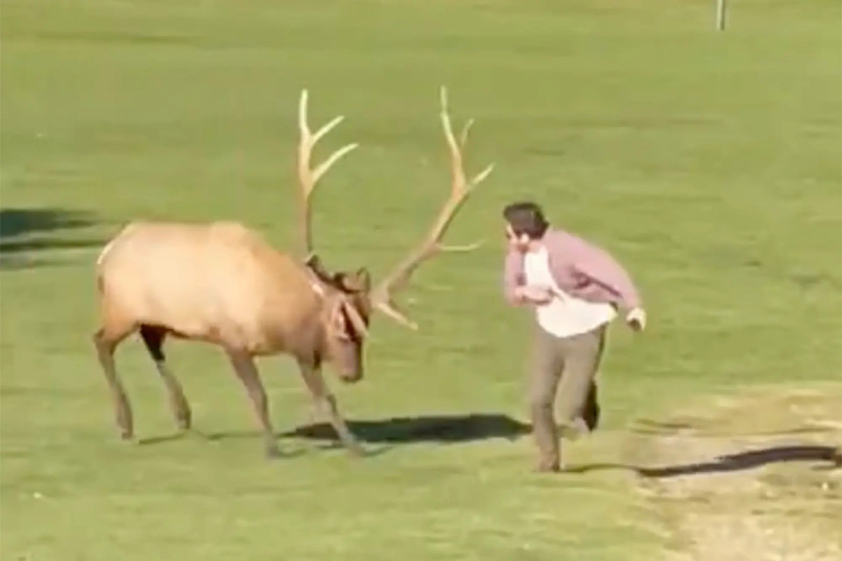 Nai sừng rượt du khách chạy 'té khói' vì chụp ảnh nhiều Nai sung ruot du khach chay 'te khoi' vi chup anh nhieu