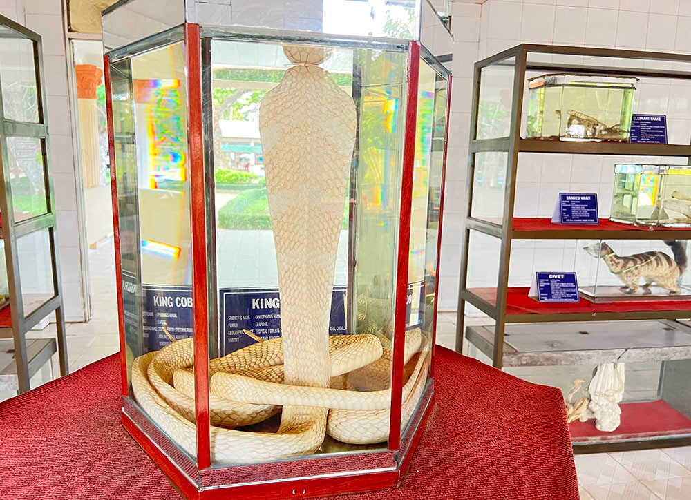 Lạnh người vào nơi nuôi nhiều rắn hổ mang chúa khổng lồ ảnh 14