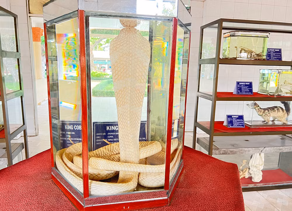 Lạnh người vào nơi nuôi nhiều rắn hổ mang chúa khổng lồ ảnh 14