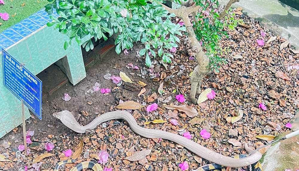 Lạnh người vào nơi nuôi nhiều rắn hổ mang chúa khổng lồ ảnh 12