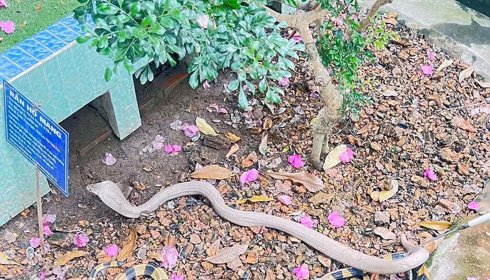 Lạnh người vào nơi nuôi nhiều rắn hổ mang chúa khổng lồ ảnh 12