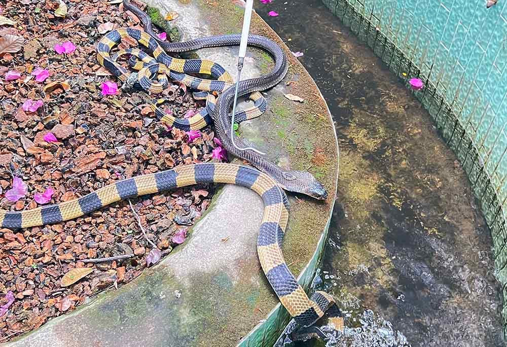 Lạnh người vào nơi nuôi nhiều rắn hổ mang chúa khổng lồ ảnh 9