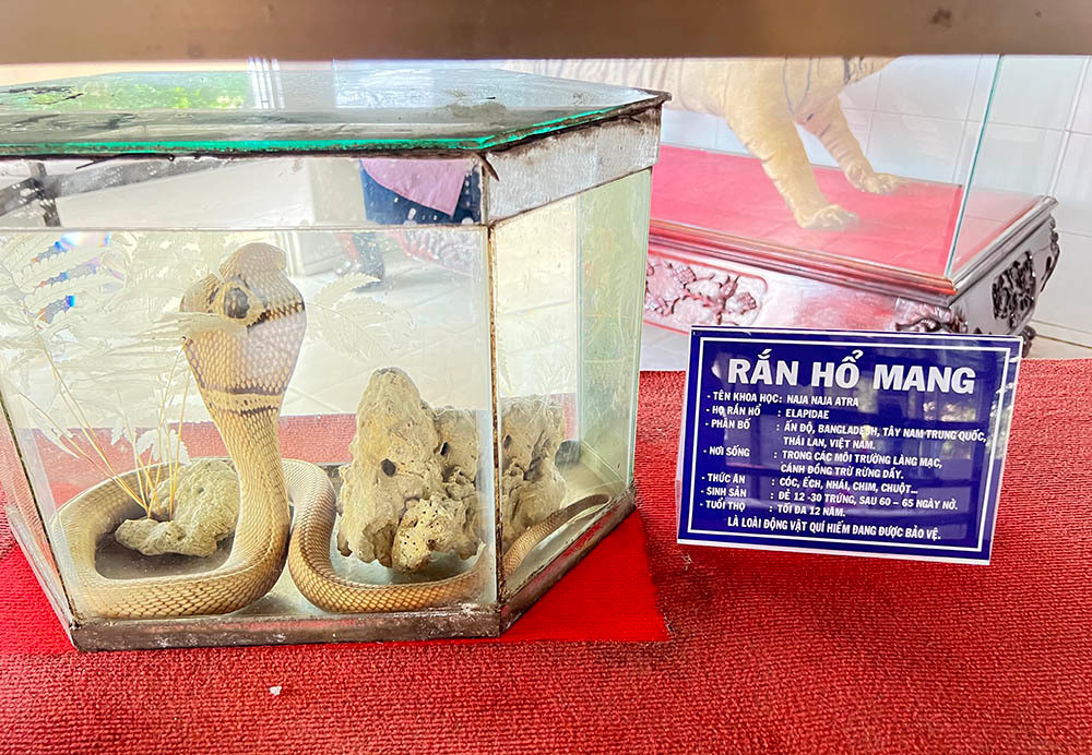 Lạnh người vào nơi nuôi nhiều rắn hổ mang chúa khổng lồ ảnh 15