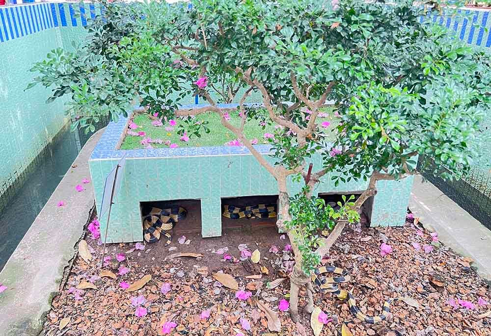 Lạnh người vào nơi nuôi nhiều rắn hổ mang chúa khổng lồ ảnh 7