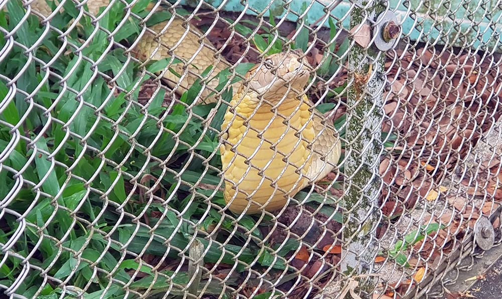 Lạnh người vào nơi nuôi nhiều rắn hổ mang chúa khổng lồ ảnh 5