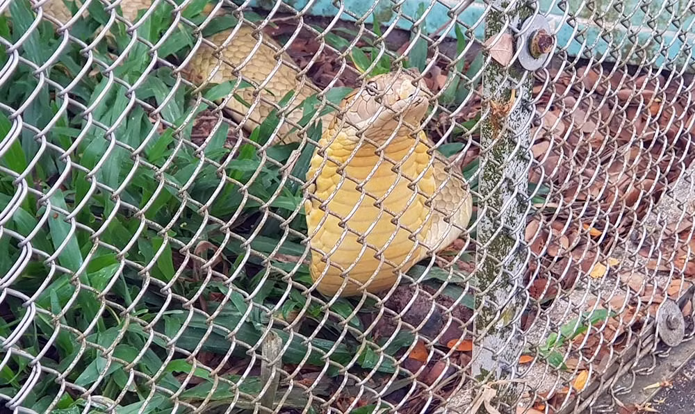 Lạnh người vào nơi nuôi nhiều rắn hổ mang chúa khổng lồ ảnh 5
