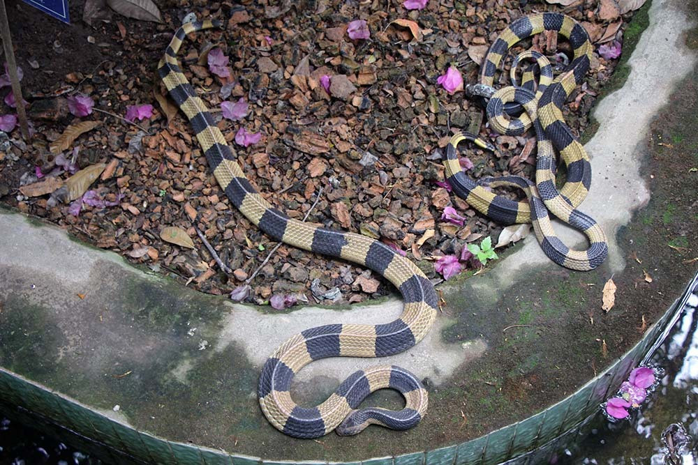 Lạnh người vào nơi nuôi nhiều rắn hổ mang chúa khổng lồ ảnh 8