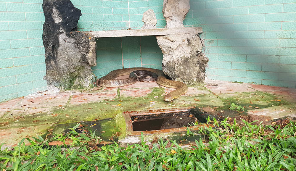 Lạnh người vào nơi nuôi nhiều rắn hổ mang chúa khổng lồ ảnh 19