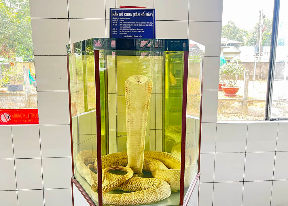 Lạnh người vào nơi nuôi nhiều rắn hổ mang chúa khổng lồ ảnh 13