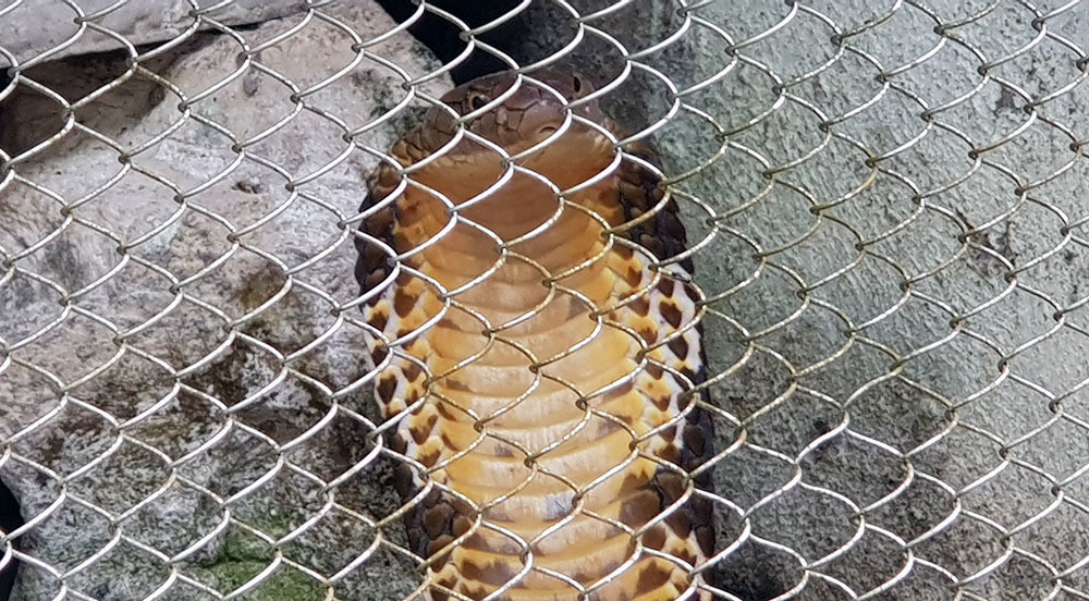 Lạnh người vào nơi nuôi nhiều rắn hổ mang chúa khổng lồ ảnh 6