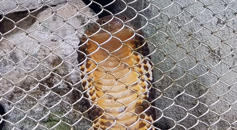 Lạnh người vào nơi nuôi nhiều rắn hổ mang chúa khổng lồ ảnh 6