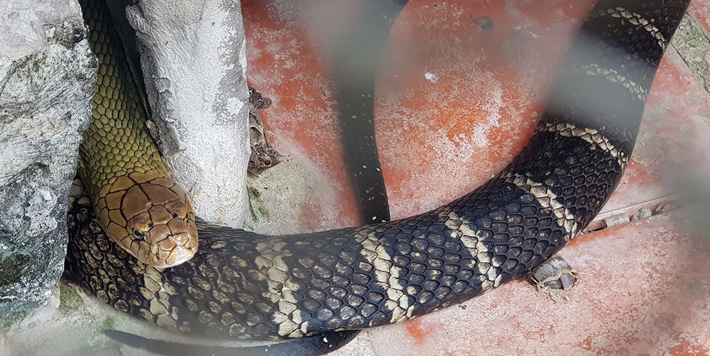 Lạnh người vào nơi nuôi nhiều rắn hổ mang chúa khổng lồ ảnh 2