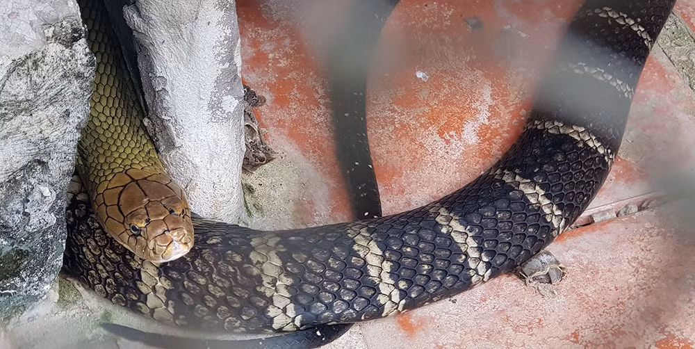 Lạnh người vào nơi nuôi nhiều rắn hổ mang chúa khổng lồ ảnh 2