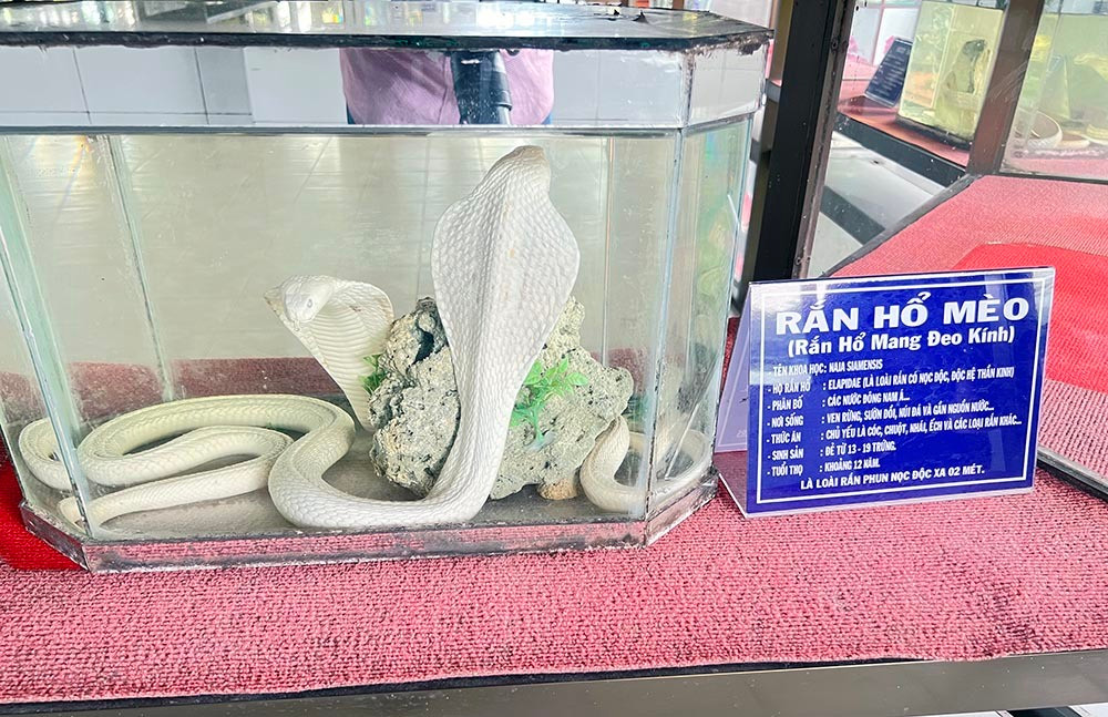 Lạnh người vào nơi nuôi nhiều rắn hổ mang chúa khổng lồ ảnh 16