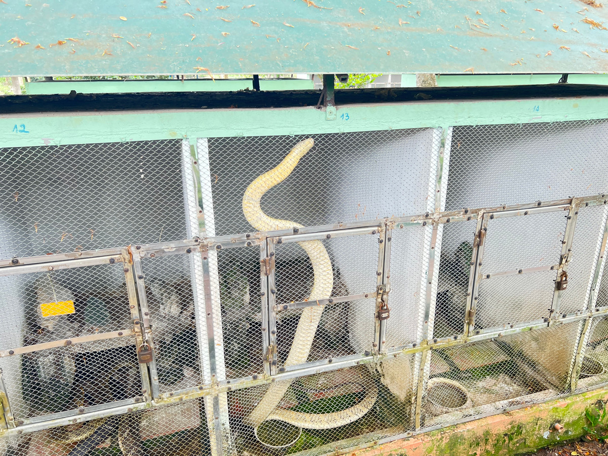 Lạnh người vào nơi nuôi nhiều rắn hổ mang chúa khổng lồ ảnh 4