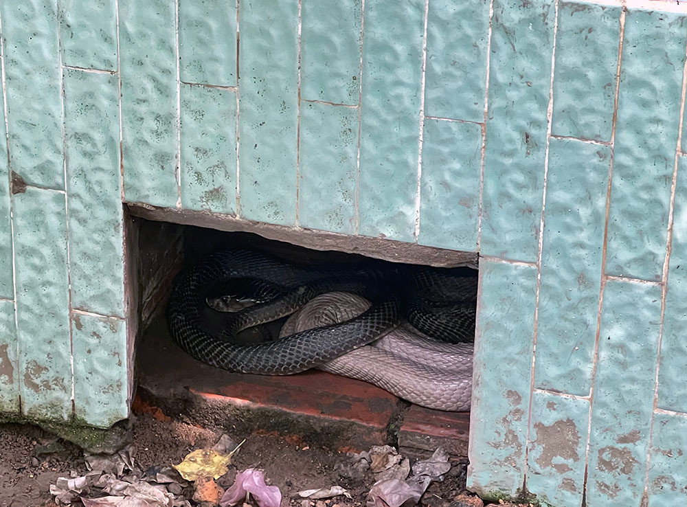 Lạnh người vào nơi nuôi nhiều rắn hổ mang chúa khổng lồ ảnh 10