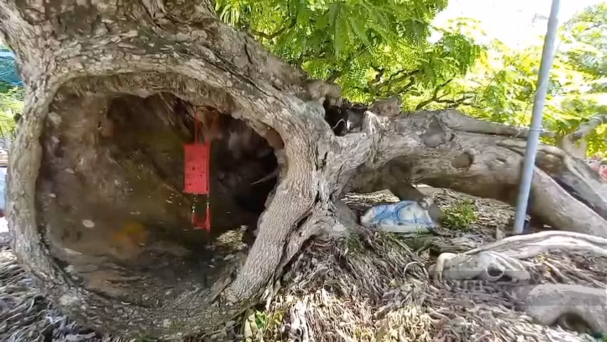 Thu nho loai cay cao den 20m, ong nong dan Long An thu tien ty-Hinh-3