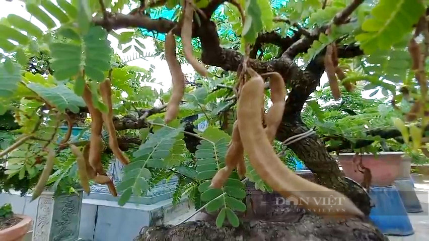 Thu nhỏ loại cây cao đến 20m, ông nông dân Long An thu tiền tỷ - Hình 2 Thu nho loai cay cao den 20m, ong nong dan Long An thu tien ty-Hinh-2