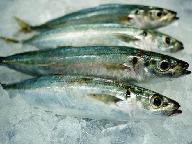 Bat mi mon ca duoc Tang Thanh Ha an de giu dang-Hinh-2