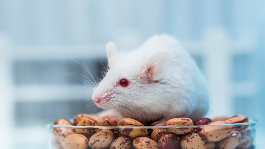 Tử vi nói rằng, trong thời gian tới, tuổi Tý vẫn giữ được sự năng động và tìm được nhiều cơ hội phát triển. Trong 4 ngày cuối tháng 9 âm lịch, nhiều cơ hội tìm đến với người tuổi Tý.