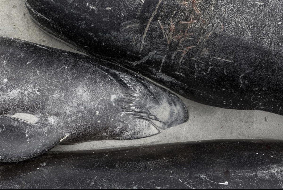 Ảnh gần 500 con cá voi chết la liệt trên bãi biển New Zealand - Hình 5 Anh gan 500 con ca voi chet la liet tren bai bien New Zealand-Hinh-5