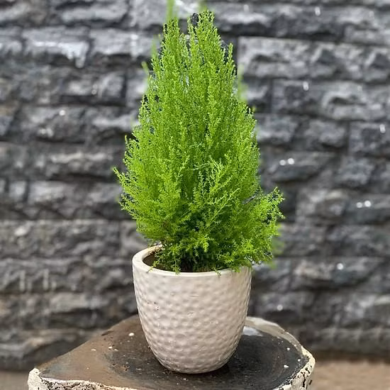 Ban cong du rong cung khong de 5 mon do keo troi tai van