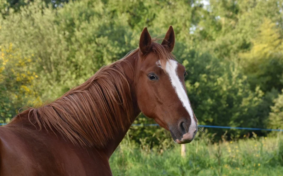 Giua thang 2 Am, 3 con giap phu quy day tay, lam an trung manh-Hinh-4