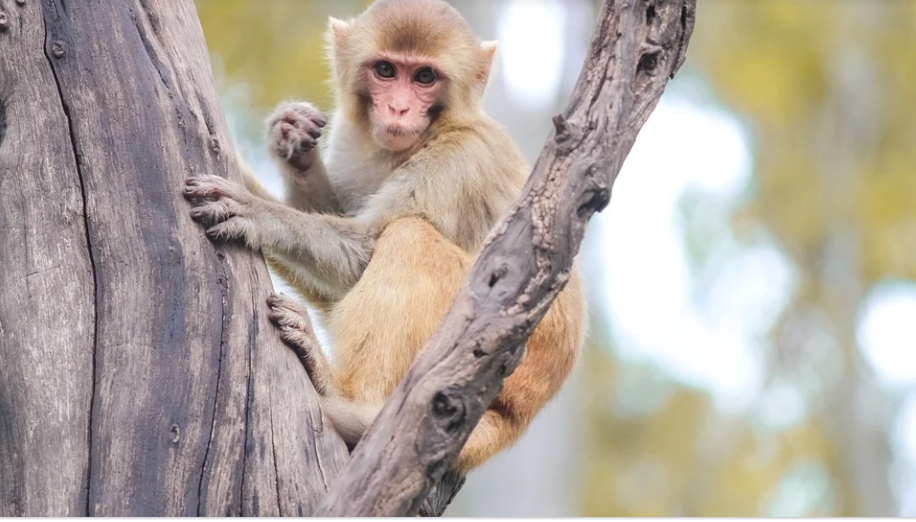 Nửa cuối tháng 3, 3 con giáp tiền bạc quấn quanh thân, vạn sự phát - Hình 2 Nua cuoi thang 3, 3 con giap tien bac quan quanh than, van su phat-Hinh-2