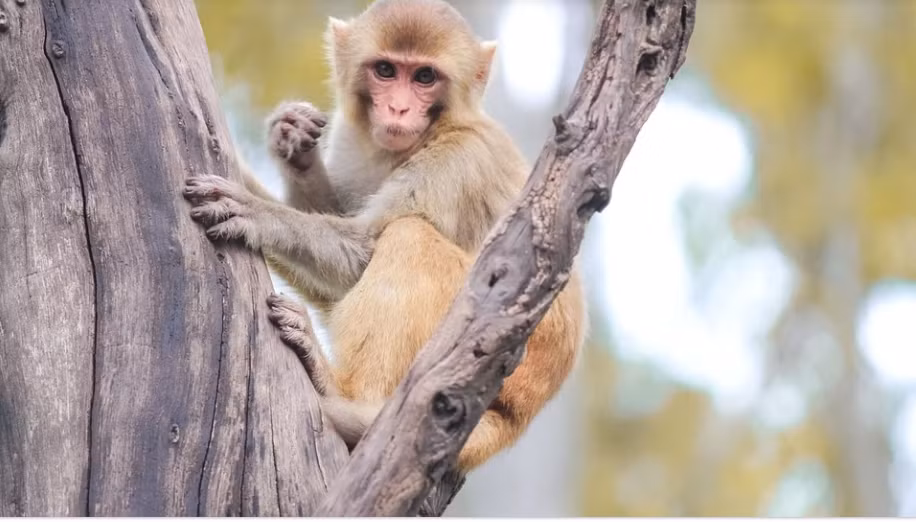 Nua cuoi thang 3, 3 con giap tien bac quan quanh than, van su phat-Hinh-2