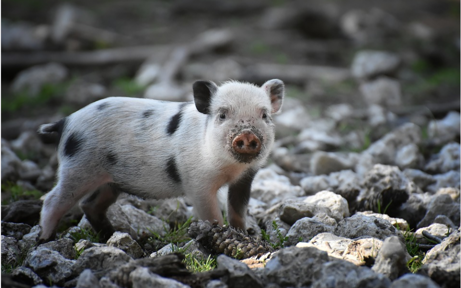 Nửa cuối tháng 3, 3 con giáp tiền bạc quấn quanh thân, vạn sự phát - Hình 3 Nua cuoi thang 3, 3 con giap tien bac quan quanh than, van su phat-Hinh-3
