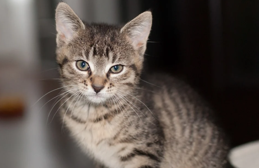 Nửa cuối tháng 3, 3 con giáp tiền bạc quấn quanh thân, vạn sự phát Nua cuoi thang 3, 3 con giap tien bac quan quanh than, van su phat