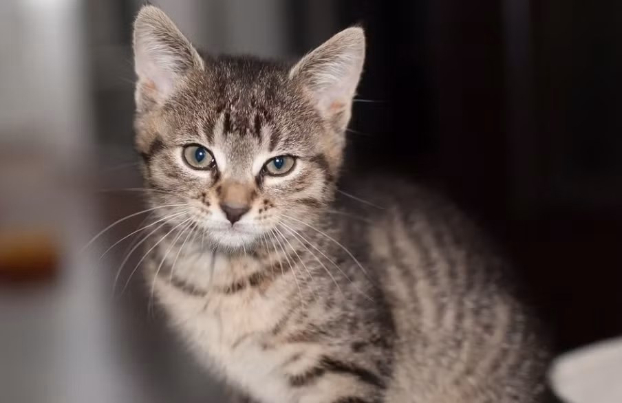 Nua cuoi thang 3, 3 con giap tien bac quan quanh than, van su phat