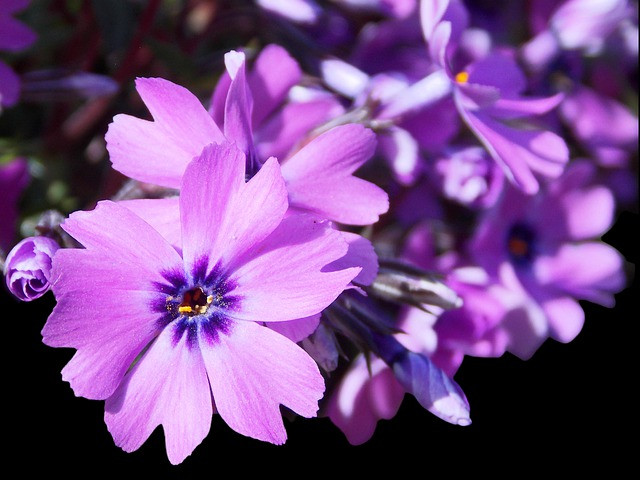 Những cặp vợ chồng có con giáp này nhiều phúc khí, con cái thành đạt - Hình 3 Nhung cap vo chong co con giap nay nhieu phuc khi, con cai thanh dat-Hinh-3